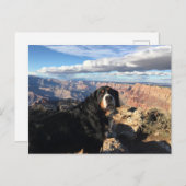 Bernese Mountain Dog Grand Canyon Postkarte (Vorne/Hinten)