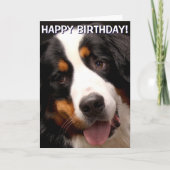 Bernese Mountain Dog Grußkarte Karte (Vorderseite)