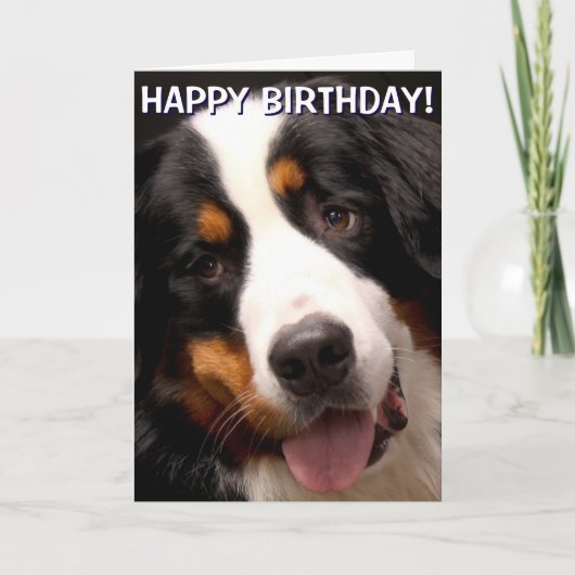 Bernese Mountain Dog Grußkarte Karte (Vorderseite)