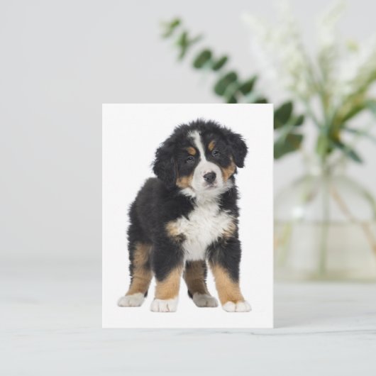 Bernese Mountain Dog Hallo, Liebe, Sorry, danke Postkarte (Stehend Vorderseite)