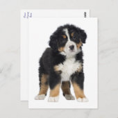 Bernese Mountain Dog Hallo, Liebe, Sorry, danke Postkarte (Vorne/Hinten)