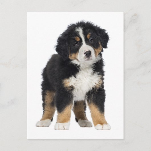 Bernese Mountain Dog Hallo, Liebe, Sorry, danke Postkarte (Vorderseite)