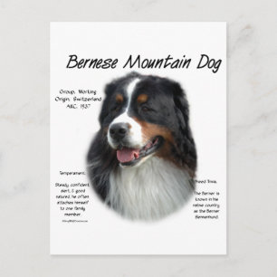 Bernese Mountain Dog History; alles über Berners Postkarte