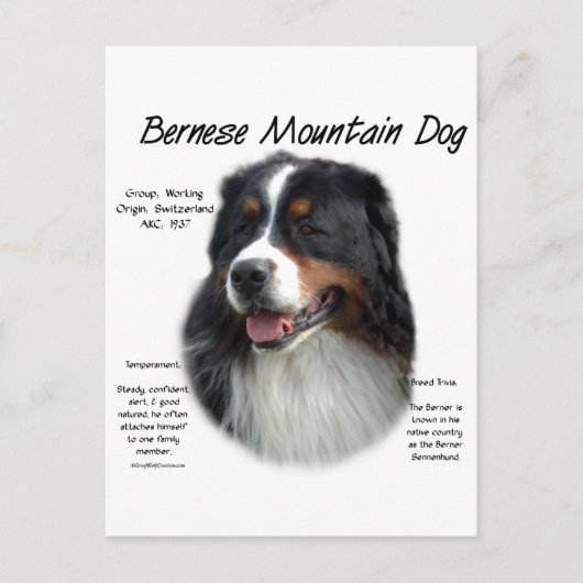 Bernese Mountain Dog History; alles über Berners Postkarte (Vorderseite)