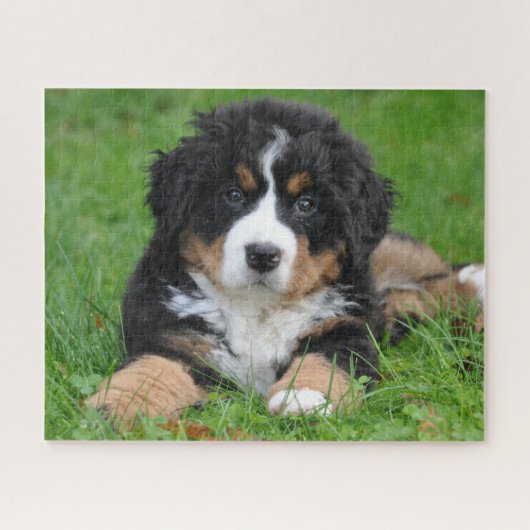Bernese Mountain Dog Jigsaw Puzzle (Horizontal)