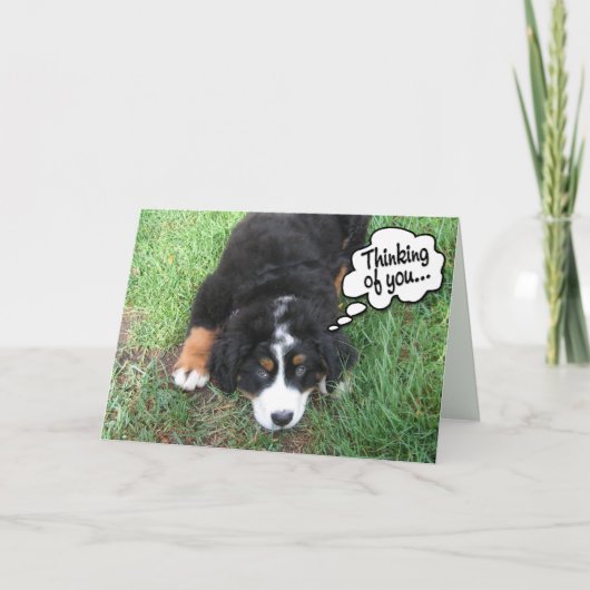 Bernese Mountain Dog Karte (Vorderseite)