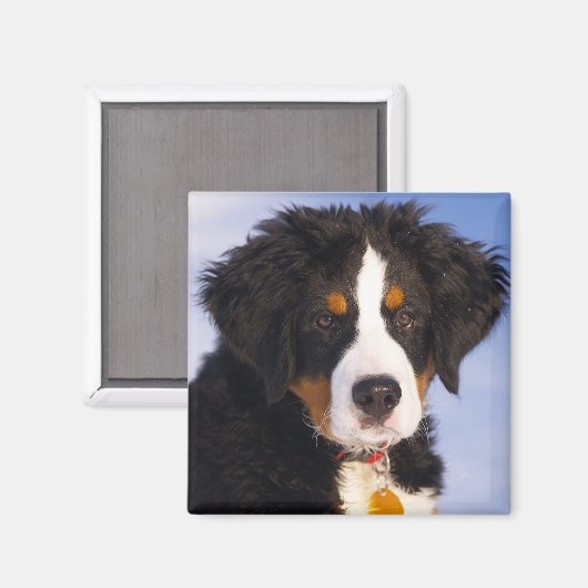 Bernese Mountain Dog Magnet (Vorderseite/Rückseite)