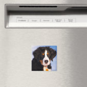 Bernese Mountain Dog Magnet (In Situ (Geschirrspüler))