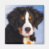 Bernese Mountain Dog Magnet (Vorne)