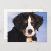 Bernese Mountain Dog - Niedliches Welpe-Foto Postkarte (Vorne/Hinten)