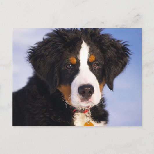Bernese Mountain Dog - Niedliches Welpe-Foto Postkarte (Vorderseite)