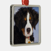 Bernese Mountain Dog - Niedliches Welpe-Foto Silbernes Ornament (Rechts)