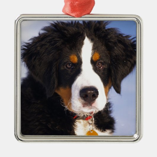 Bernese Mountain Dog - Niedliches Welpe-Foto Silbernes Ornament (Vorne)