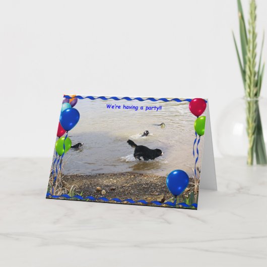 Bernese Mountain Dog Party Karte (Vorderseite)