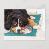 Bernese Mountain Dog Postcard Postkarte (Vorderseite)