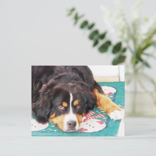 Bernese Mountain Dog Postcard Postkarte (Stehend Vorderseite)