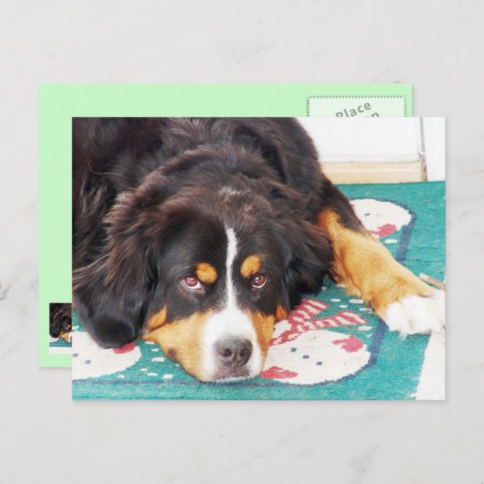 Bernese Mountain Dog Postcard Postkarte (Vorne/Hinten)