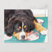 Bernese Mountain Dog Postcard Postkarte (Vorderseite)