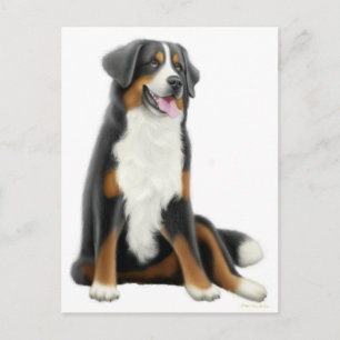 Bernese Mountain Dog Postcard Postkarte
