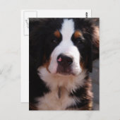 Bernese Mountain Dog Postcard Postkarte (Vorne/Hinten)