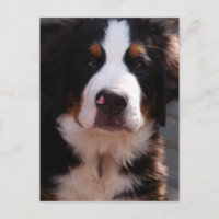 Bernese Mountain Dog Postcard