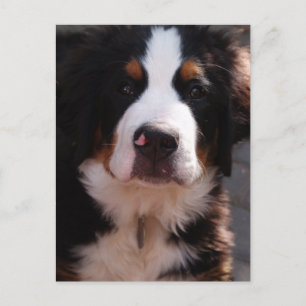 Bernese Mountain Dog Postcard Postkarte