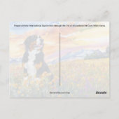 Bernese Mountain Dog Postcross - Postcard Postkarte (Rückseite)