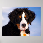 Bernese Mountain Dog Poster (Vorne)
