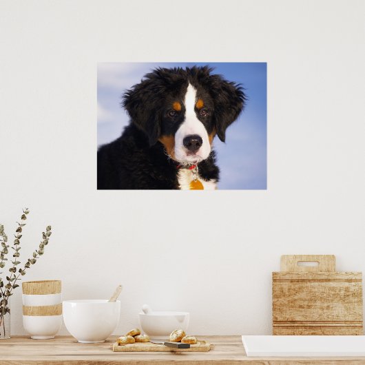 Bernese Mountain Dog Poster (Küche)