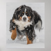 Bernese Mountain Dog Poster (Vorne)
