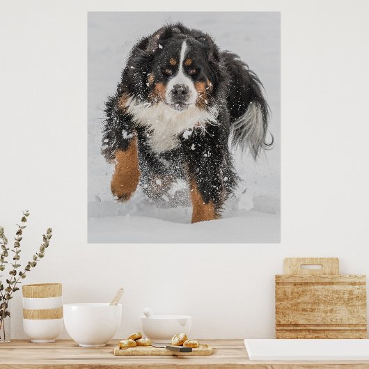 Bernese Mountain Dog Poster (Küche)