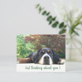 Bernese Mountain Dog Postkarte (Stehend Vorderseite)