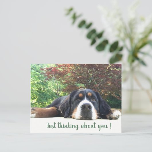 Bernese Mountain Dog Postkarte (Stehend Vorderseite)