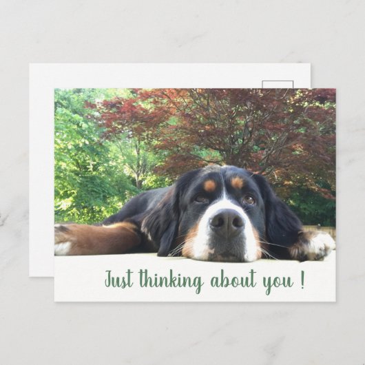 Bernese Mountain Dog Postkarte (Vorne/Hinten)