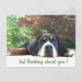 Bernese Mountain Dog Postkarte