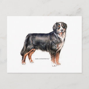 Bernese Mountain Dog Postkarte
