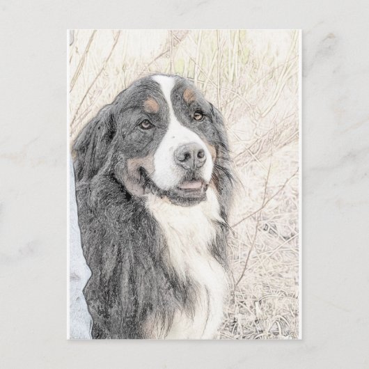 Bernese Mountain Dog Postkarte (Vorderseite)
