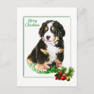 Bernese Mountain Dog Postkarte