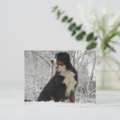 Bernese Mountain Dog Postkarte (Stehend Vorderseite)