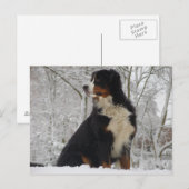 Bernese Mountain Dog Postkarte (Vorne/Hinten)