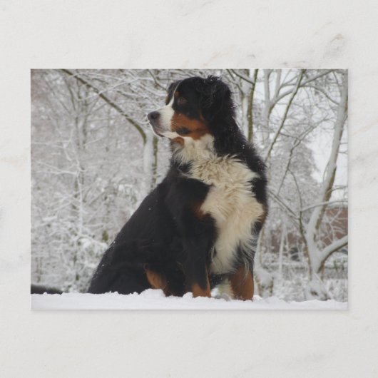 Bernese Mountain Dog Postkarte (Vorderseite)