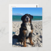 Bernese Mountain Dog Postkarte (Vorne/Hinten)