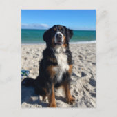 Bernese Mountain Dog Postkarte (Vorderseite)
