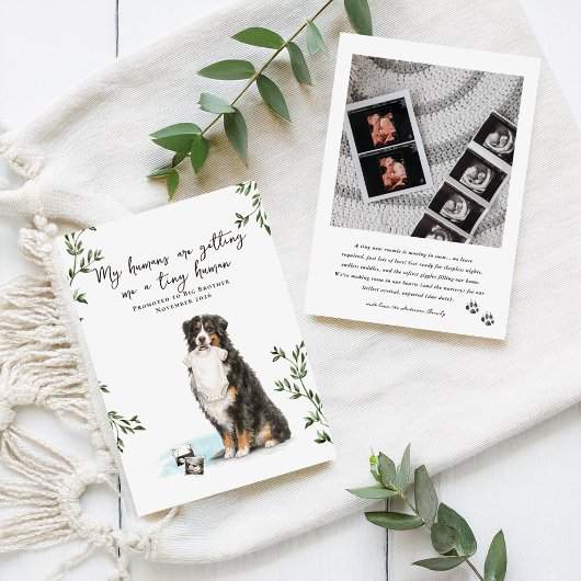 Bernese Mountain Dog Pregnancy Announcement Ankündigung