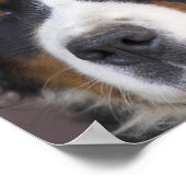 Bernese Mountain Dog Print Poster (Ecke)