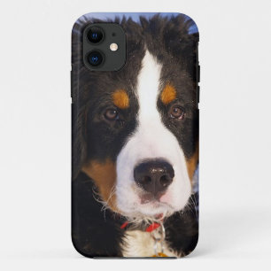 Bernese Mountain Dog Pup iPhone 5 Fall Case-Mate iPhone Hülle