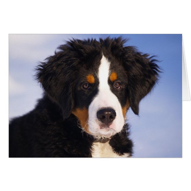 Bernese Mountain Dog Puppy (Vorderseite (Horizontal))