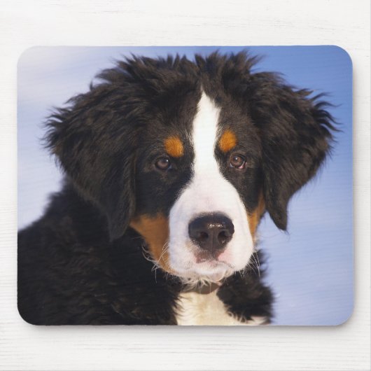 Bernese Mountain Dog Puppy Mousepad (Vorne)