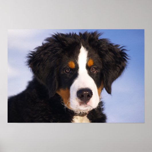 Bernese Mountain Dog Puppy Poster (Vorne)