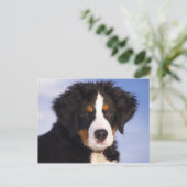 Bernese Mountain Dog Puppy Postkarte (Stehend Vorderseite)